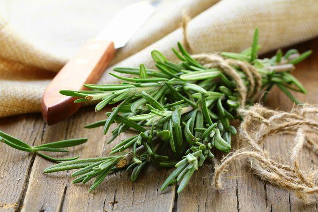 Aromatherapy Benefits - Wild Rosemary grows in the desert